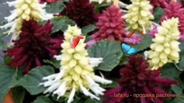 Сальвия обыкновенная Микс ? обыкновенная сальвия Микс обзор: как сажать, семена сальвии Микс