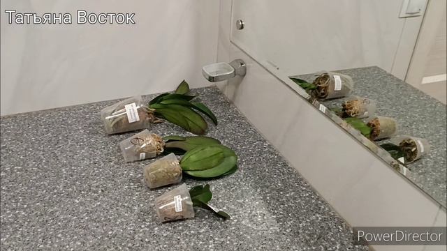Новые подростки орхидей из посылки! Первичный уход за подростками орхидей! смотреть онлайн