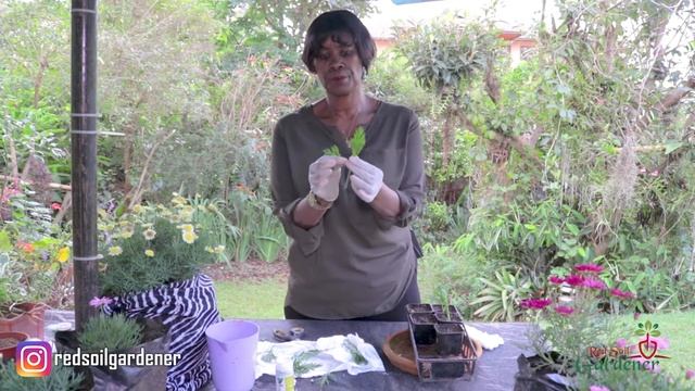 BEGINNERS GUIDE - PROPAGATION OF MARGUERITE DAISIES | ARGYRANTHEMUM