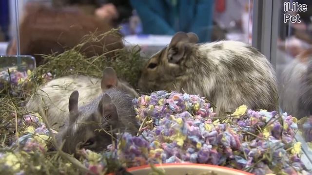 Дегу или чилийская белка на ilikepet смотреть онлайн