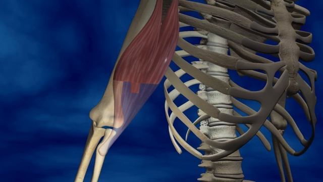 Au coeur des organes : Le muscle, moteur du mouvement смотреть онлайн
