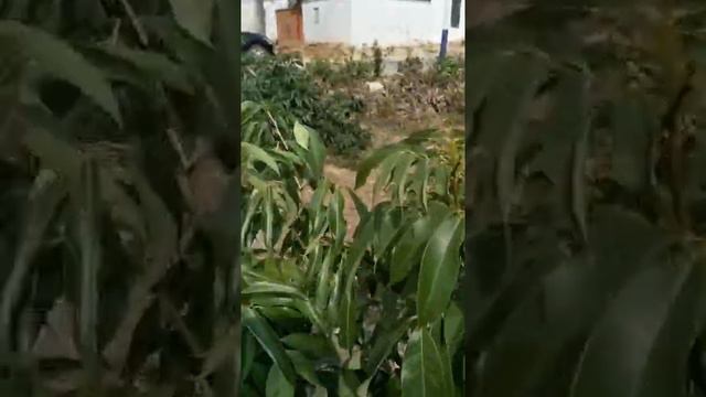 Citrus, lemon, orange, mandarin grafting Tree grafting technique # 79 смотреть онлайн