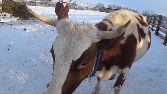 Про малышку , про надои Яны и про тележку . смотреть онлайн