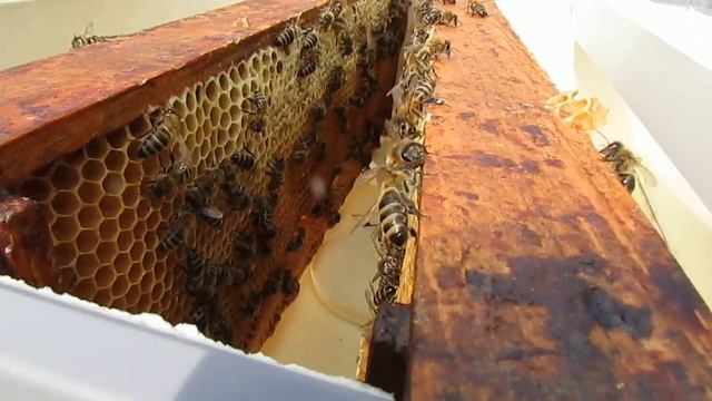 улей биненхаус - матка начала яйцекладку , ставлю пластину от клеща Варроа и вощину на отстройку