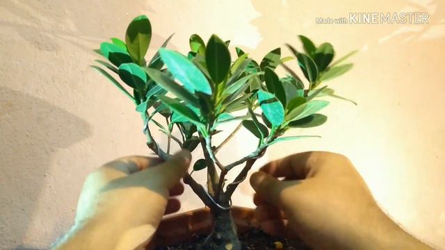 How To Make A Ficus Bonsai смотреть онлайн