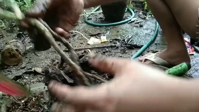 🍀How to Propagate Aglaonema Pink Valentine💚🌺 смотреть онлайн