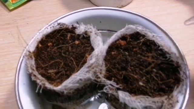 Посев калибрахоа и удачные всходы смотреть онлайн