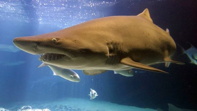 АКУЛЫ ХАРАКТЕРИСТИКА | СТРОЕНИЕ АКУЛЫ | СКОЛЬКО ЗУБОВ У АКУЛЫ смотреть онлайн