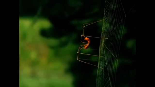 Minuscule - The Good Education