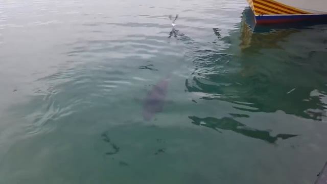 Тунец съел и выплюнул чайку! Чайка в шоке... смотреть онлайн