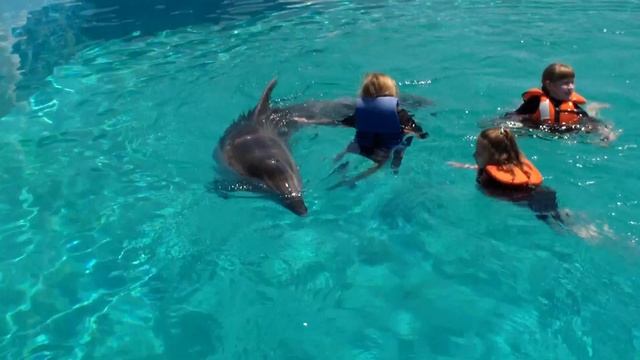 Самое милое видео, танцы и обнимашки с дельфином смотреть онлайн