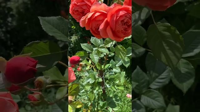 Роза «Самер сонг». смотреть онлайн