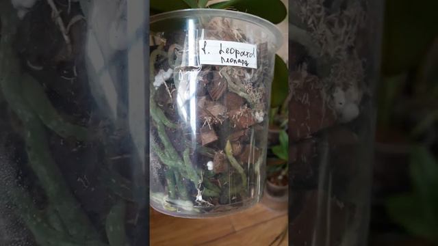 Пересадка цветущих орхидей смотреть онлайн