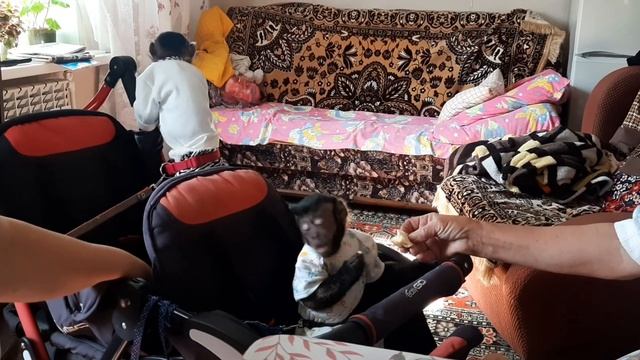Как обезьяны ведут себя в гостях/Милана впервые встретилась с бабушками #monkey #обезьяна #petmonke смотреть онлайн