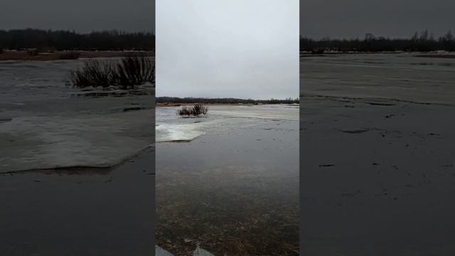 Трясогузка появилась в наших краях смотреть онлайн