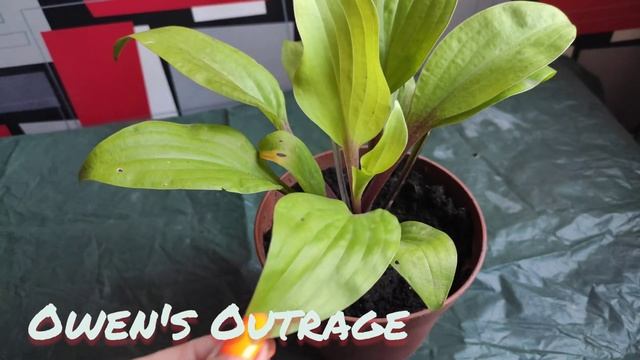Owen's Outrage коллекционный сорт хосты... яркие красные черешки и невероятно красивый цвет листьев смотреть онлайн