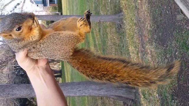Picking up a wild squirrel without getting bit.... смотреть онлайн