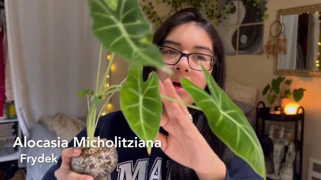 Top 5 Easiest Plants in My Collection! смотреть онлайн