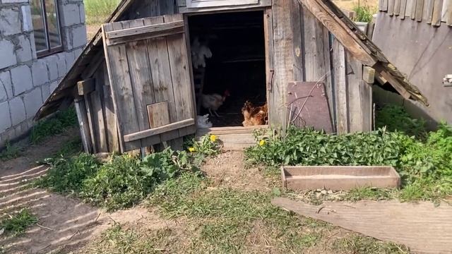 Голошейки, ред бро, плимутрок, пополнение в хозяйстве. смотреть онлайн