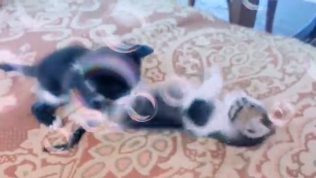 Игривые котята смотреть онлайн