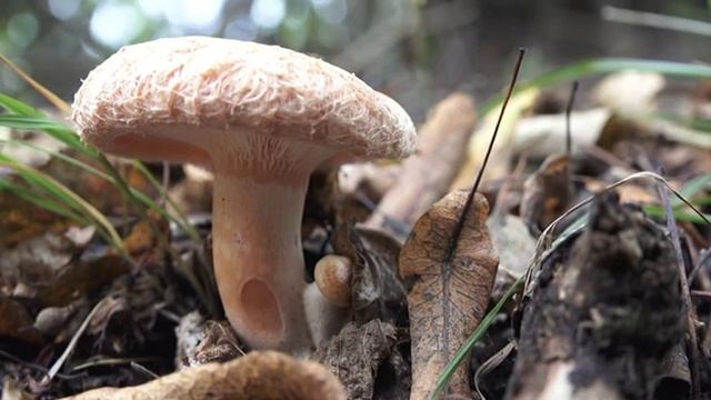 Lactarius torminosus @ Conoscere i funghi 19.10.2016 смотреть онлайн