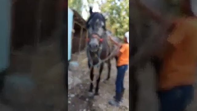 Ассалому алейкум смотреть онлайн
