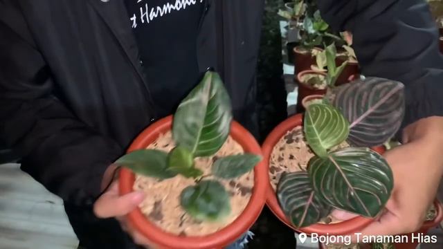 Jual Aglonema harga murah meriah !! (Beli Aglaonema gratis Aglaonema) смотреть онлайн