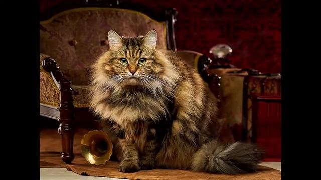 Обзор Сибирской Кошки смотреть онлайн