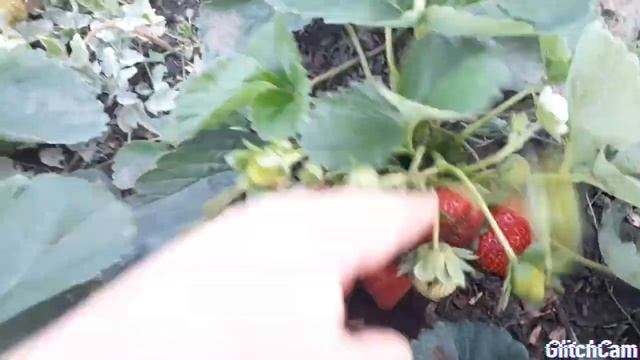 Маджестик клубника земляника ремонтантный сорт смотреть онлайн