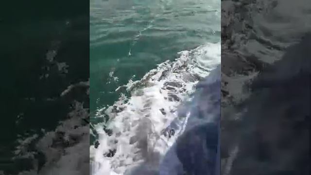 Найденный детеныш тюленя выпущен на волю в Каспийское море смотреть онлайн