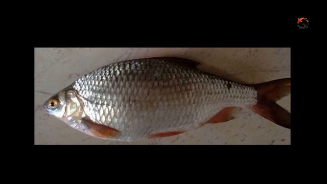 Осенняя Рыбалка на Озере на поплавочную удочку. Насадка червь+опарыш. Fishing, memancing, câu cá смотреть онлайн