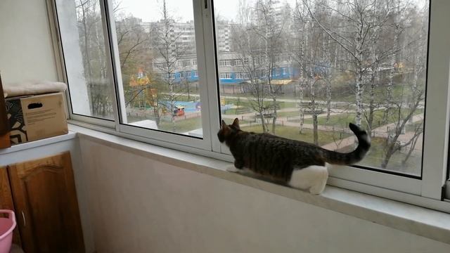 Влог 03 .05. 20 Кошка охотится# Ёжики на ужин#Будни... смотреть онлайн