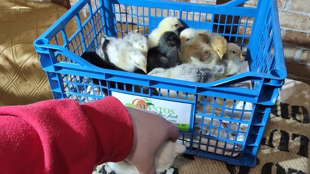 10 суток.взвешивание цыплят смотреть онлайн