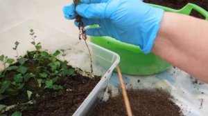 Сирень Мейера. Как укоренилась.