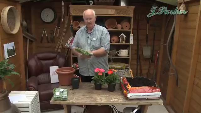 How to Plant Garvinea: Summer Garden Guide смотреть онлайн