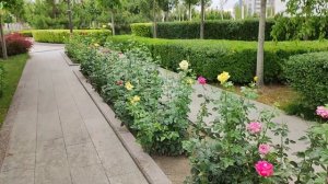 Центральная мечеть города Шали#чечня