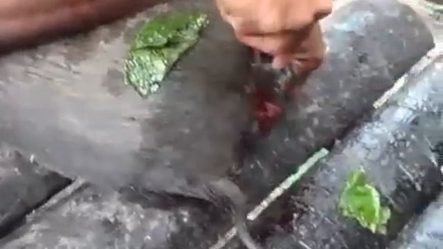 Castrating A Pig, Mentawai Style And Eating The Balls Afterwood.