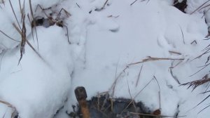 ОХОТА НА БОБРА КАПКАНАМИ ЗИМОЙ! СТАВИЛ НА БОБРА, А ПОЙМАЛ ВЫДРУ!