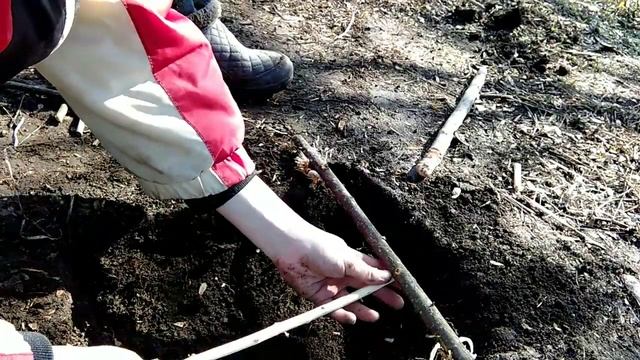 Как зделать ловушку на: человека, кабана, лису, волка, зайца-проще некуда. смотреть онлайн