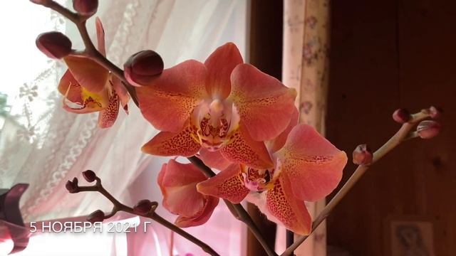 Орхидеи / Чудо чудное (ожила Лиодоро Бабочка) / Зацвела мамина орхидея 12 ноября 2021 г.