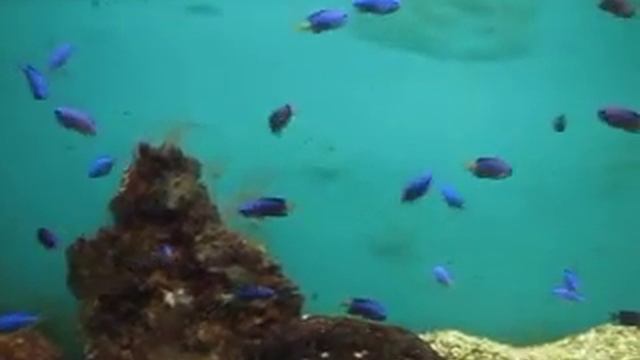 362 Вьетнам Нячанг ЛЯЛИУС КОБАЛЬТОВЫЙ - ИНСТИТУТ ОКЕАНОГРАФИИ Nha Trang Oceanography COBALT CROMIS смотреть онлайн