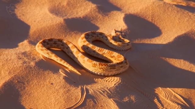 ЕКІ БАСТЫ ЖЫЛАН / АДАМ ЖЕЙТІН ПИТОН / ЖЫЛАНДАР ЖАЙЛЫ ҚЫЗЫҚТЫ ДЕРЕКТЕР смотреть онлайн