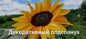 Как выглядит декоративный подсолнух. Сорт: «Везувио Танжерине»,«Стромболи Оранж»