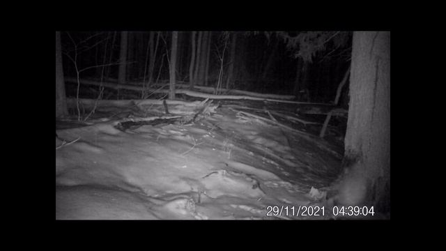 Птицы Нургуша Видео с фотоловушки С В Кондруховой смотреть онлайн