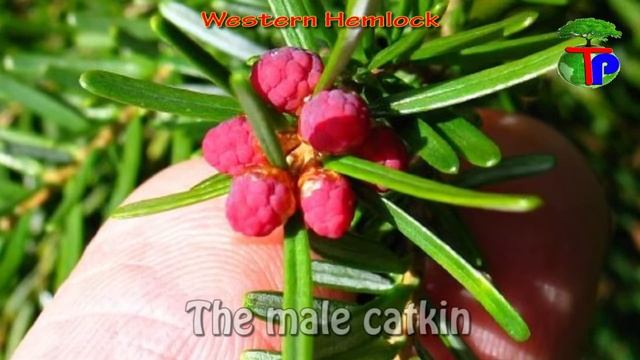Tsuga heterophylla | Western Hemlock смотреть онлайн