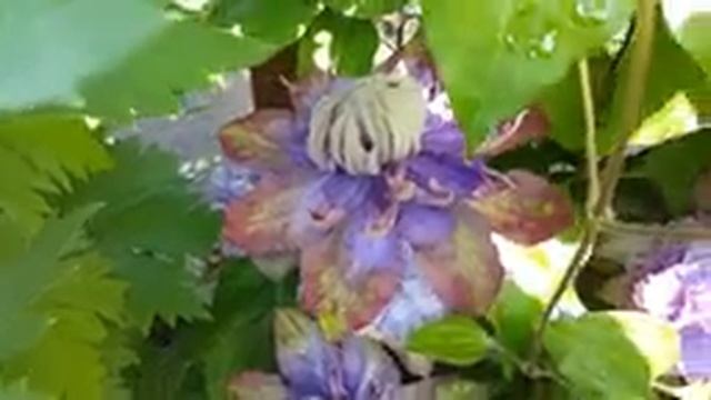 Клематис Вивьен Пеннелл . Clematis Vyvyen Pennell . Английские сорта клематисов . Группа Патенс . смотреть онлайн
