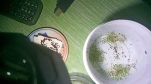 Проверка на всхожесть семян табака