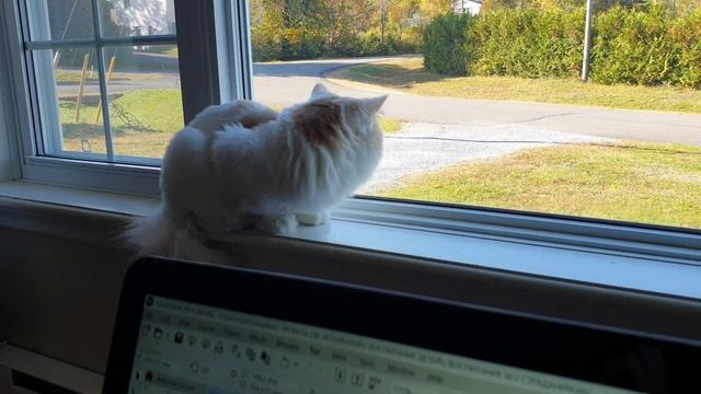 ОСЕНЬ И КРАСИВЫЕ ДОМА В КАНАДЕ + наши рецепты! КОТ, ДЕТИ И РАБОТА Saint John - New Brunswick смотреть онлайн