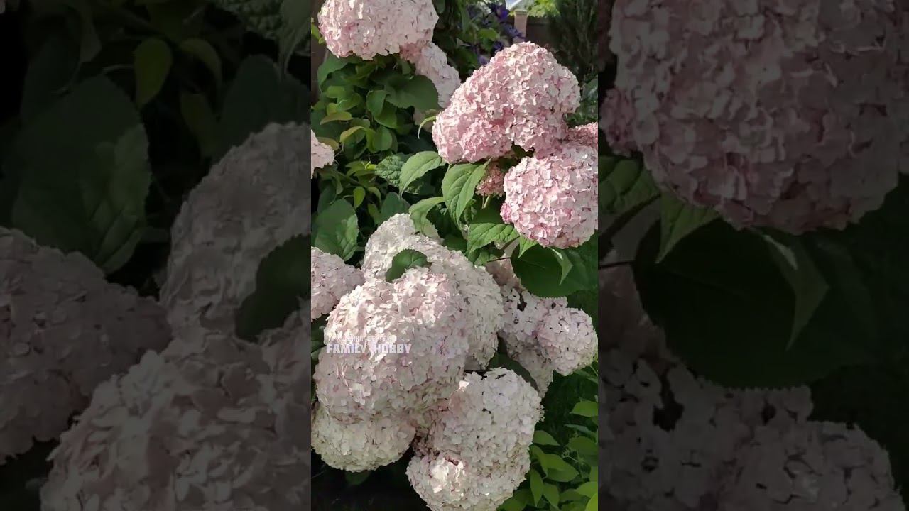 Цветение древовидных гортензий 15 июля в нашем саду #гортензиядревовидная # смотреть онлайн
