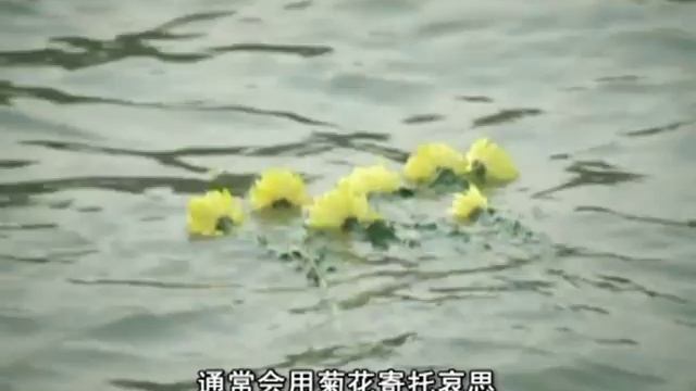 Chrysanthemums in Chinese culture (Hello China #43) смотреть онлайн